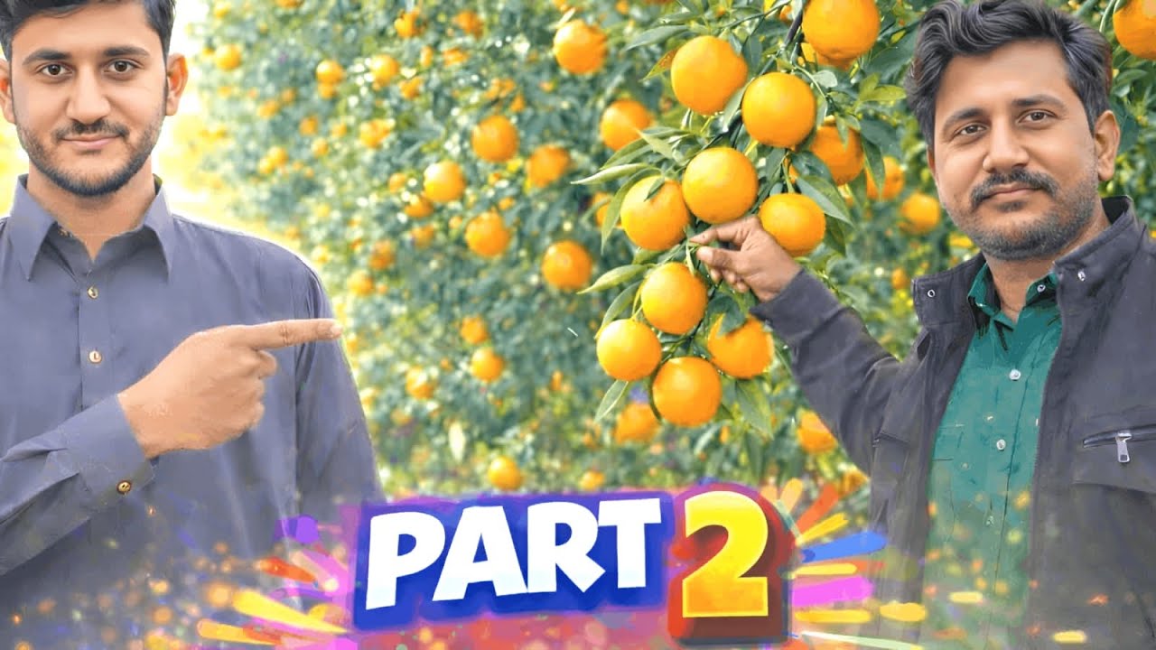 MashaAllah Kitne Meethay Malta 🍊