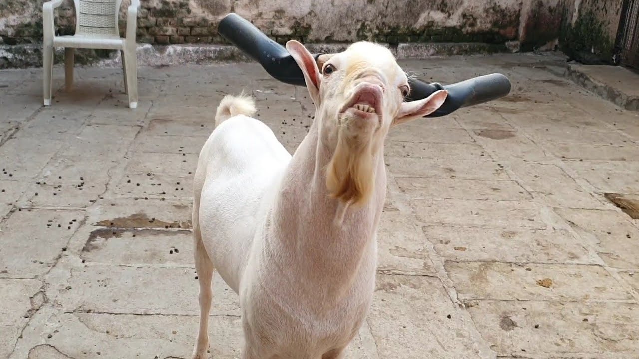 Khatarnak Quality Breeding Quality Bakre At Shanu Bhai Goats Bhiwandi.