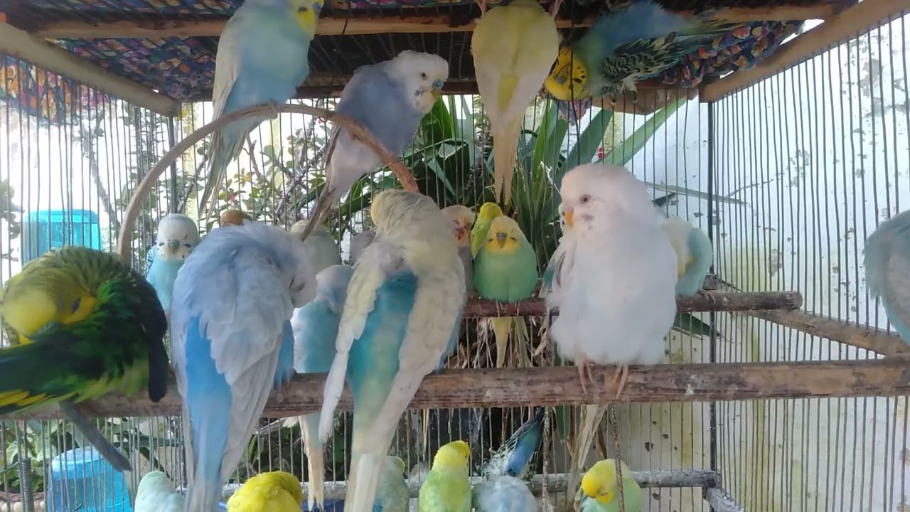 Bird Wellness Adult Life #BirdWellness #AdultBirds #CalmLiving