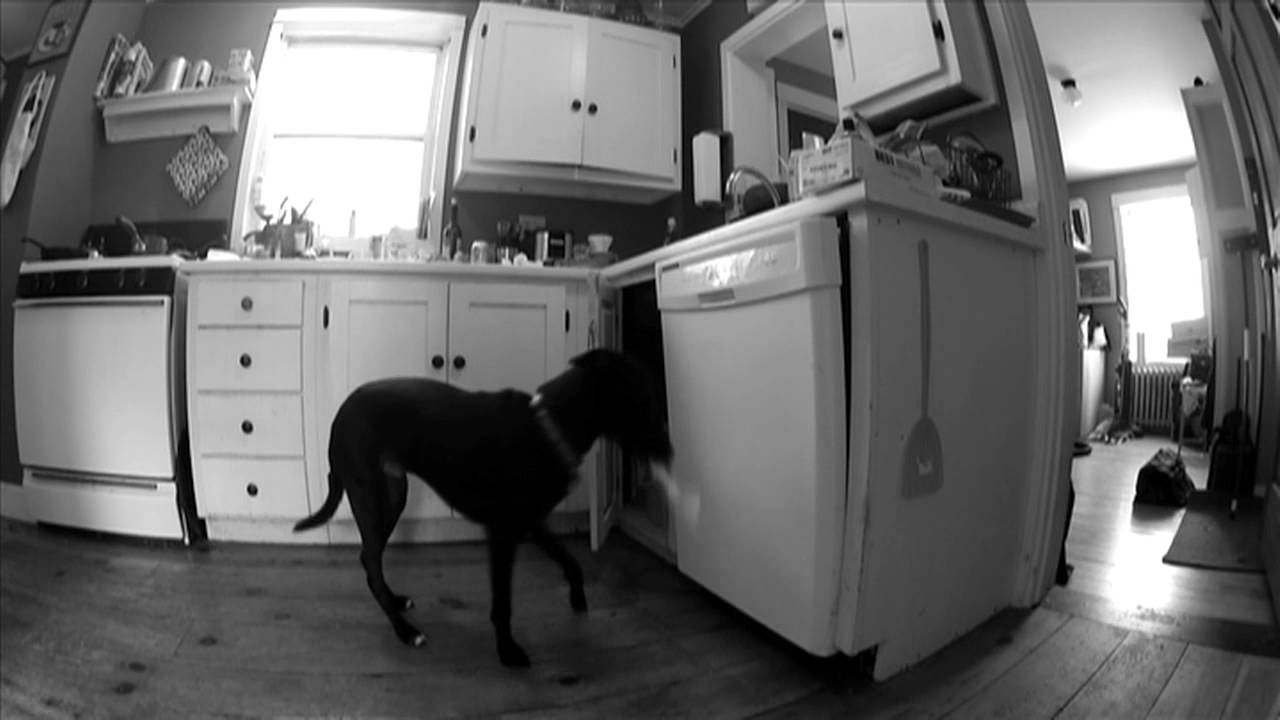 Dog caught in the act!