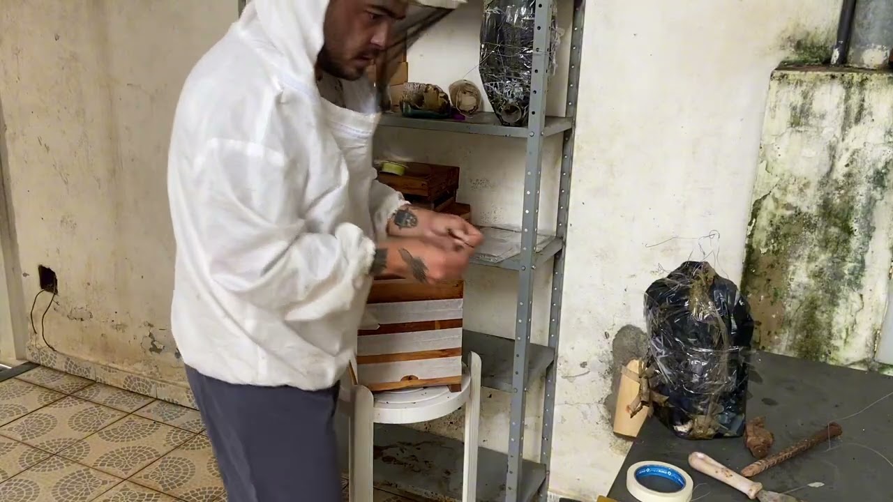 Transferência da abelha tubuna: fundamentos do manejo correto