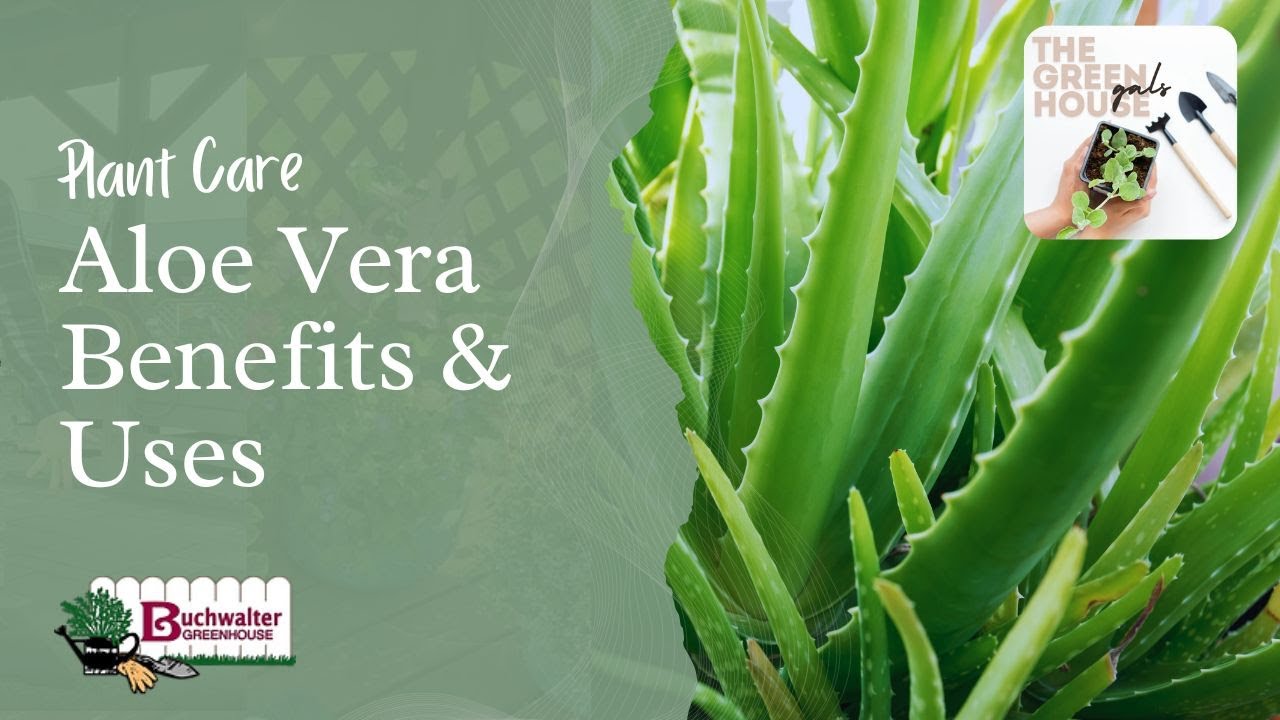 How Aloe Vera Heals and Nourishes + Aloe Vera Care Tips