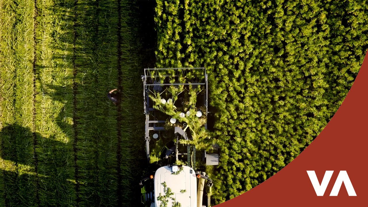 Essais chanvre textile fibres longues