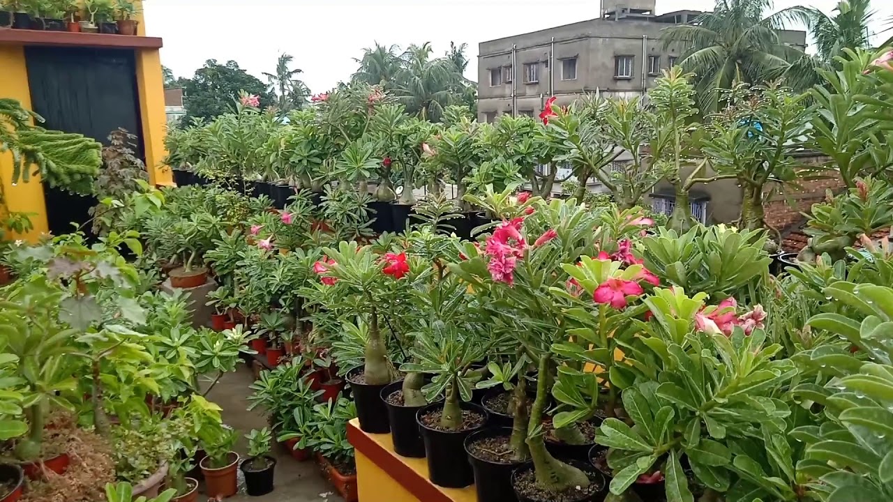My Adenium Garden in Full Monsoon