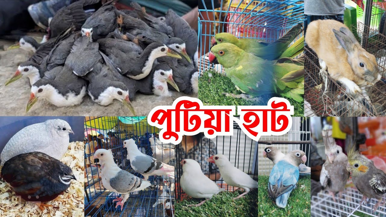 অজানা দেশীয় পাখির হাট | ডাহুক,টিয়া,কিং কোয়েল রয়েছে হাটে | পুটিয়া হাট নরসিংদী |  Putia pakhir hat