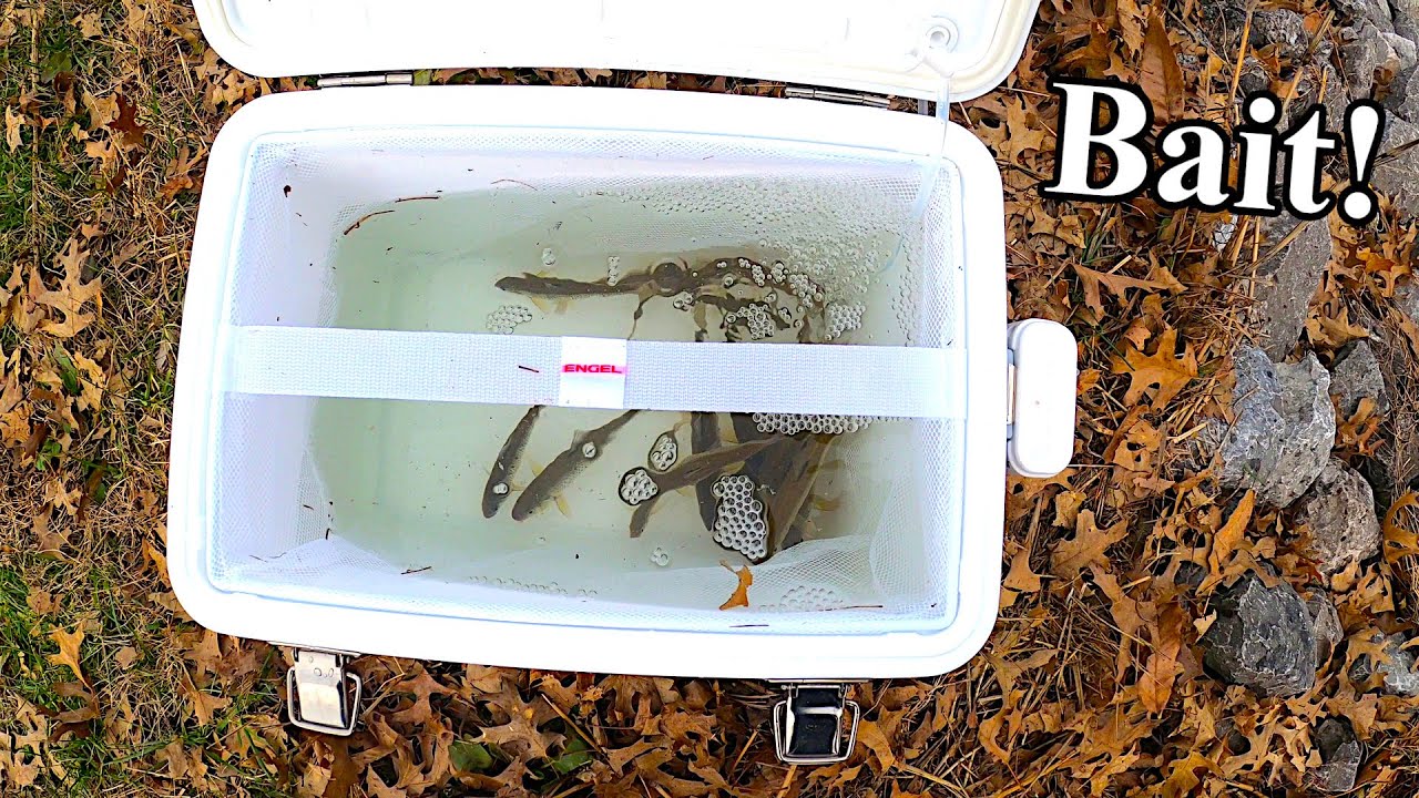 New Engle Bait Cooler! (catching and trapping Creek Chubs)