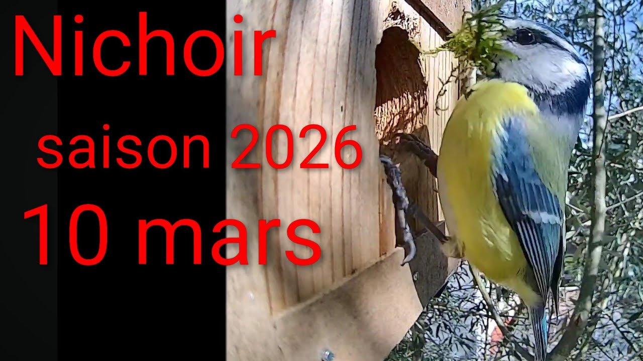Nichoir saison 2026: 10 mars nidification des mésanges bleues #nichoir #nature #birds