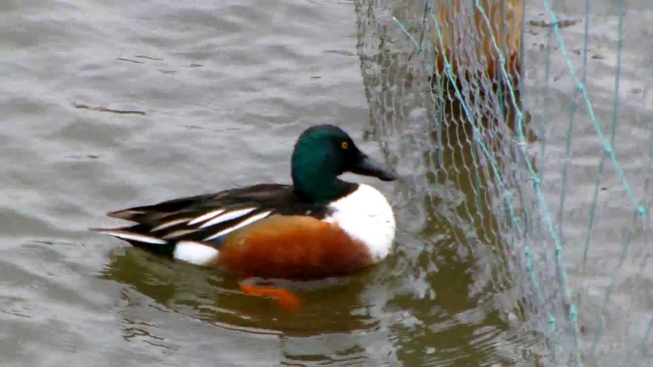 Northern Shoveler Duck Swimming and Feeding (UK Water Birds)