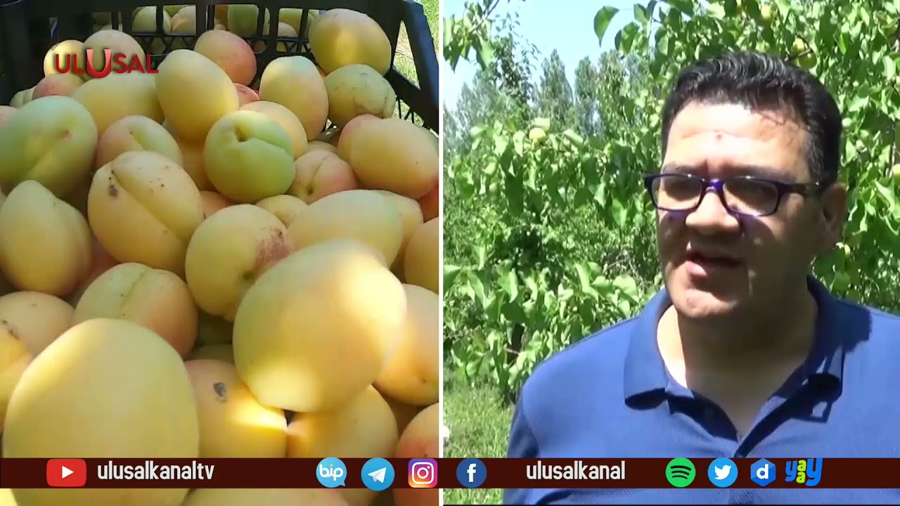 Iğdır'da sarı altın hasadı