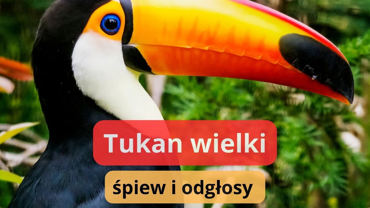 Jak wygląda tukan? Odgłosy tukana