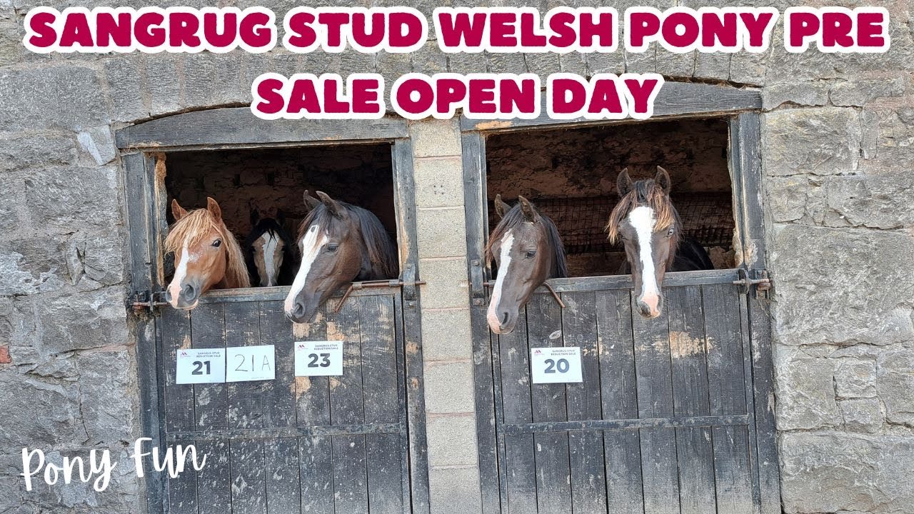 Sangrug Stud Welsh Pony & Cob Pre Sale & Open Day - Equestrian Vlog | Pony Fun