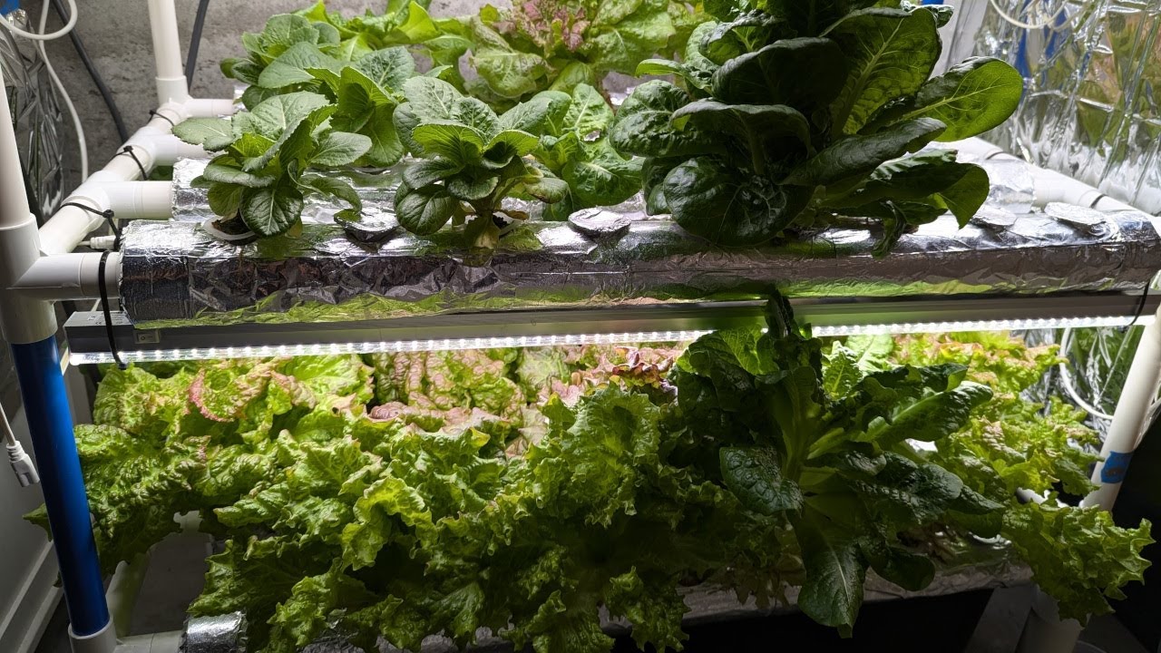 Hydroponics system review. Easily grow lettuce indoors! (Amazon Lapond upgraded kit)