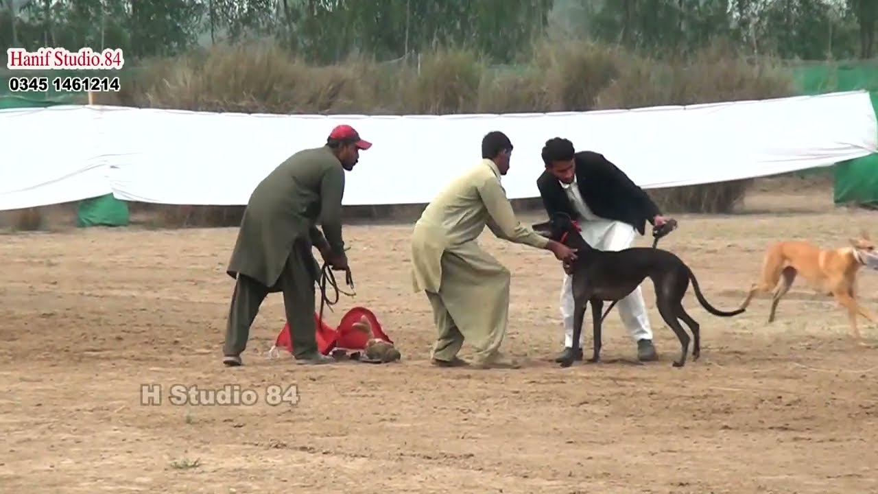 Track race Round 1 (26To40)Dors National Coursing club Salum 17 Feb 2026