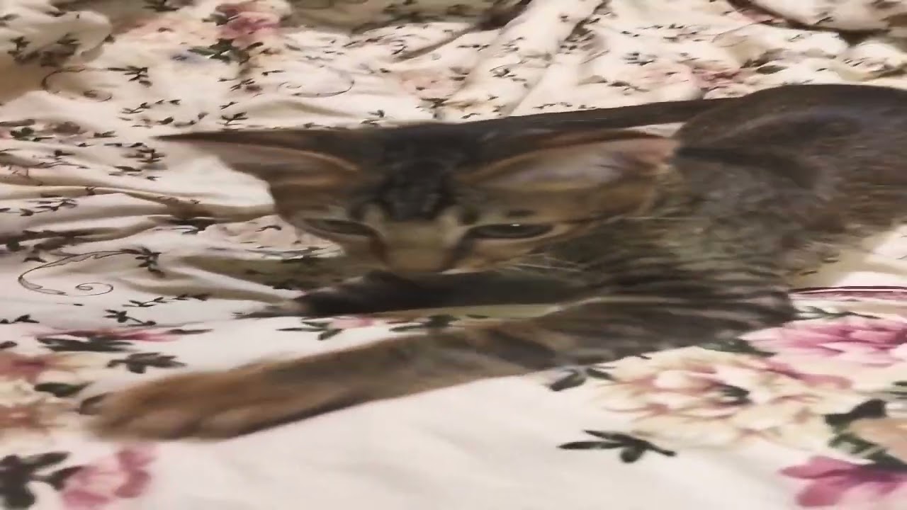 Imoy the rebelion.. tantrum 😆 #shorts #cats #catlover #catvideo #fosterkitten #adoptedkitten