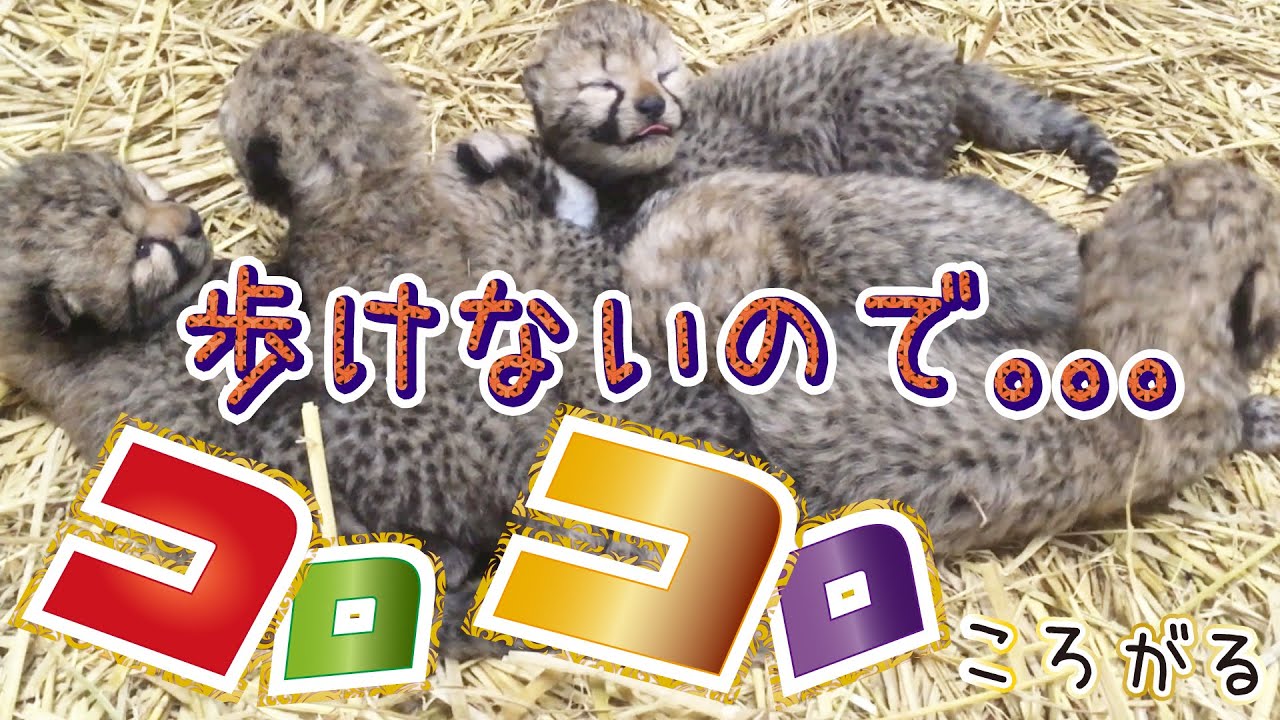 生後４日目～　チーターの赤ちゃん、上手に歩けない時はどうなる？【千葉市動物公園】