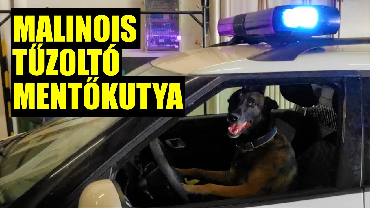 Karma, a BELGA JUHÁSZ tűzoltó mentőkutya | MALINOIS SKILLS