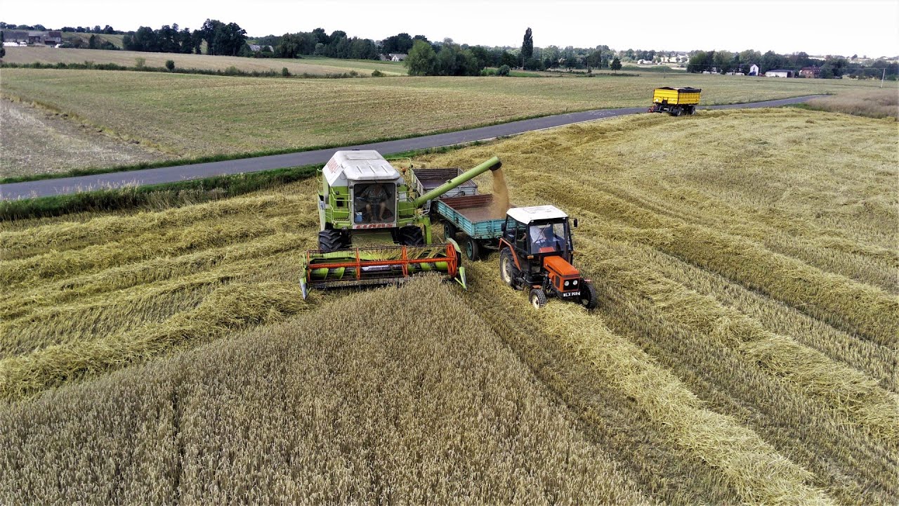 ☆ŻNIWA 2023! Claas Dominator 96☆ciapek i zetor dostaje po garach☆