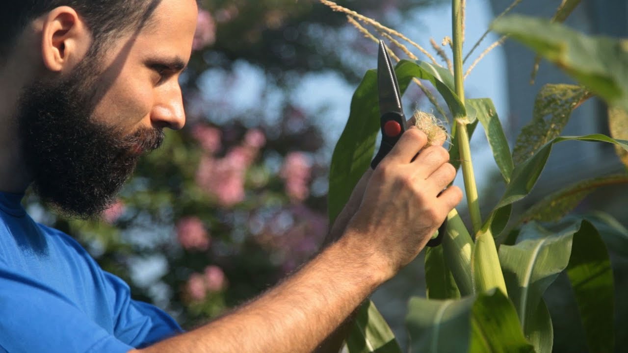 Тонны овощей высажены в крошечном саду — Food Forest