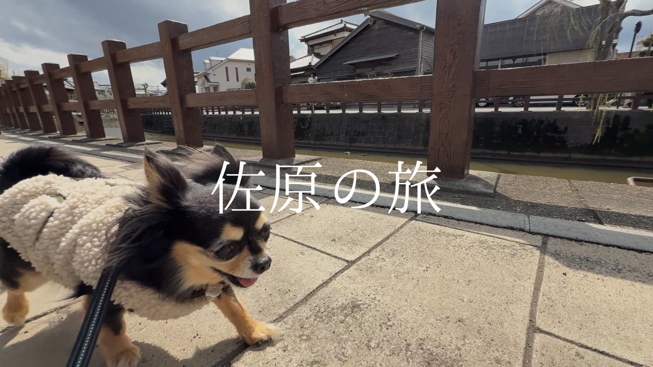 【佐原 #1】小江戸の町を大満喫！古民家ホテルと街歩き🐾のんびり旅🐶🚙（1日目）…ｗ #チワワ#保護犬［vlog］