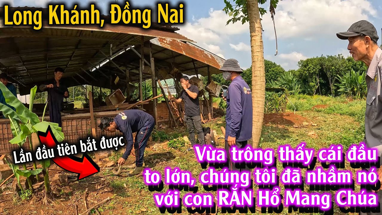 CON RẮN già to lớn, ăn trộm trứng Gà của Ông, Bà cụ già | TGSB #1064