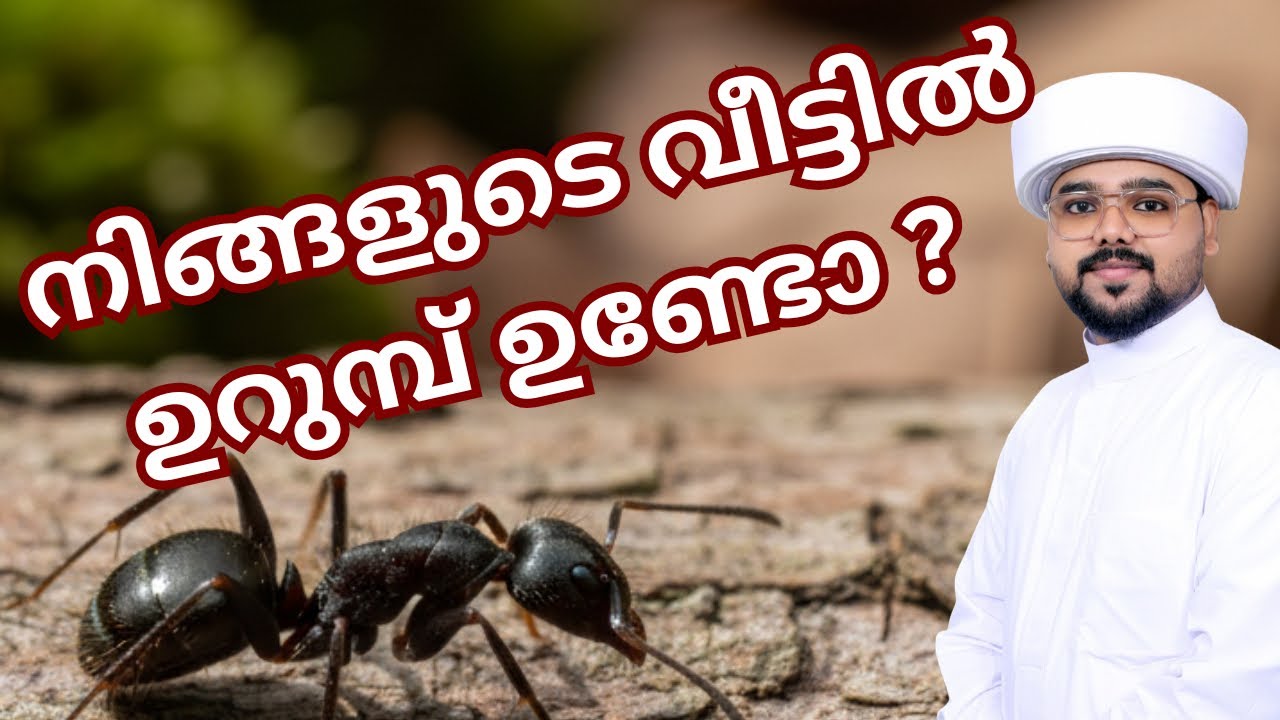 ⚠️‼️ഉറുമ്പുകളെ നിസാരമായി കാണരുത് ഇന്ന് മുതൽ ഈ കാര്യങ്ങൾ ശ്രദ്ധിക്കുക#irbad #motivation #islam 