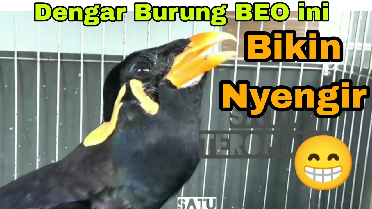 Viral Burung Beo Paling Pintar bicara, Beo Gacor, Beo Hebat, Burung Berkicau Burung Beo Lucu Pintar