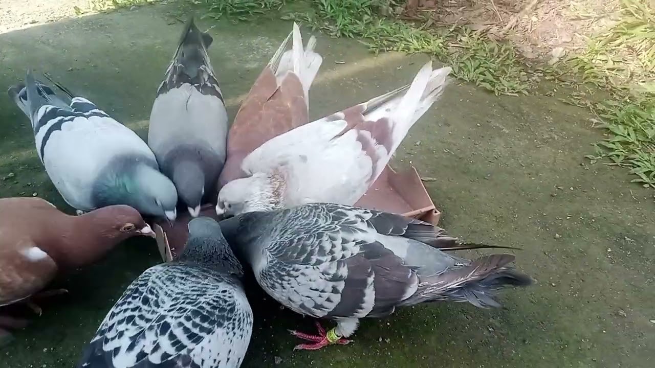 Pigeon feeding at the morning 🌄