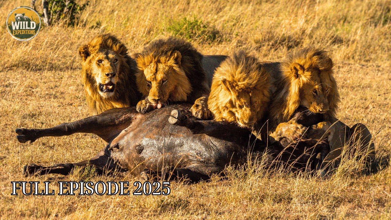 MASAI MARA | The Deadliest Migration Nature Ever Created