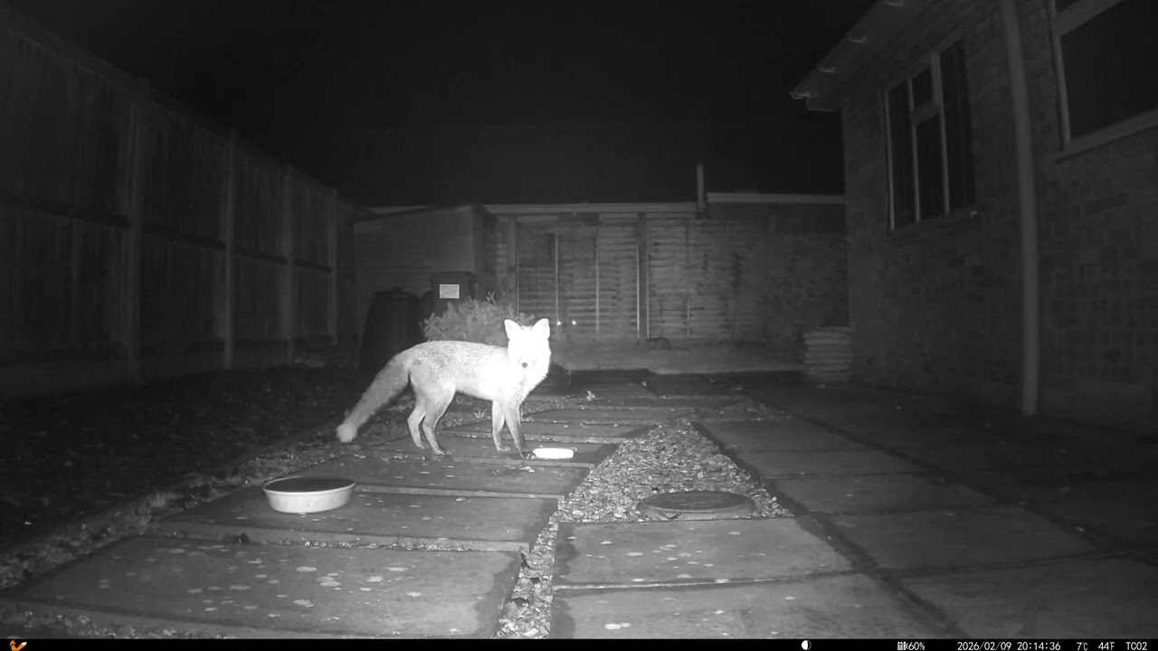 20260210 Fox