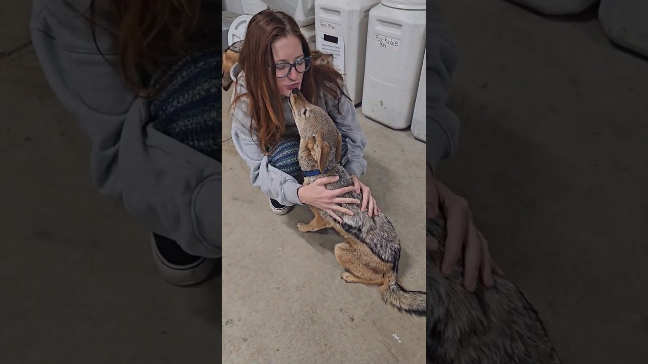Coming home to Jackals
