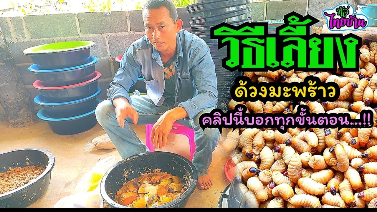 วิธีเลี้ยงด้วงมะพร้าว รองสารวัตรสอบสวน ร.ต.อ.ตุลา ตรีสอน สภ.หัวโทน อ.สุวรรณภูมิ จ.ร้อยเอ็ด