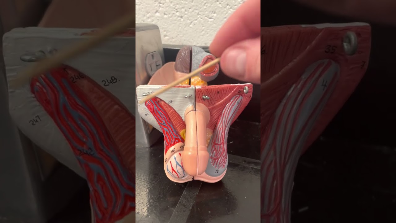 Male Reproductive System Anatomy (anterior view)