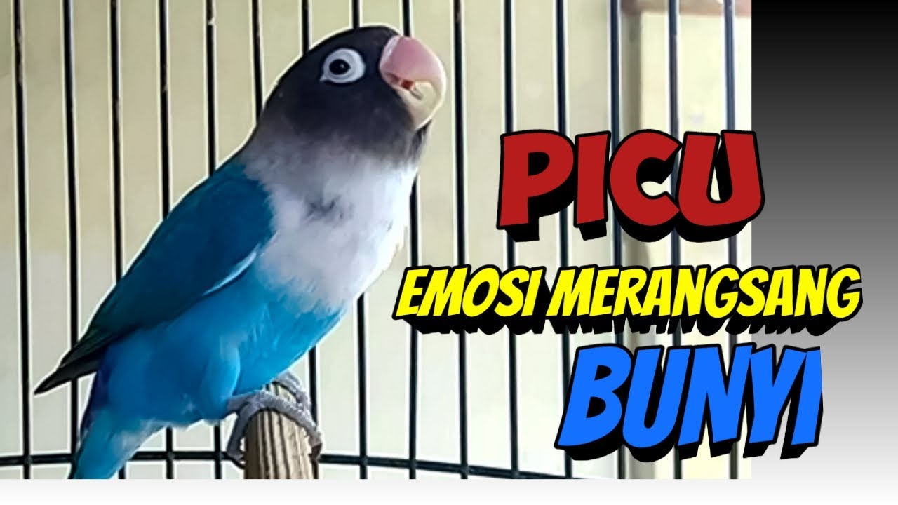 Lovebird Fighter Ngekek Panjang Cepat PICU EMOSI Lovebird, Rangsang LB Lekas NARIK Ngekek Panjang
