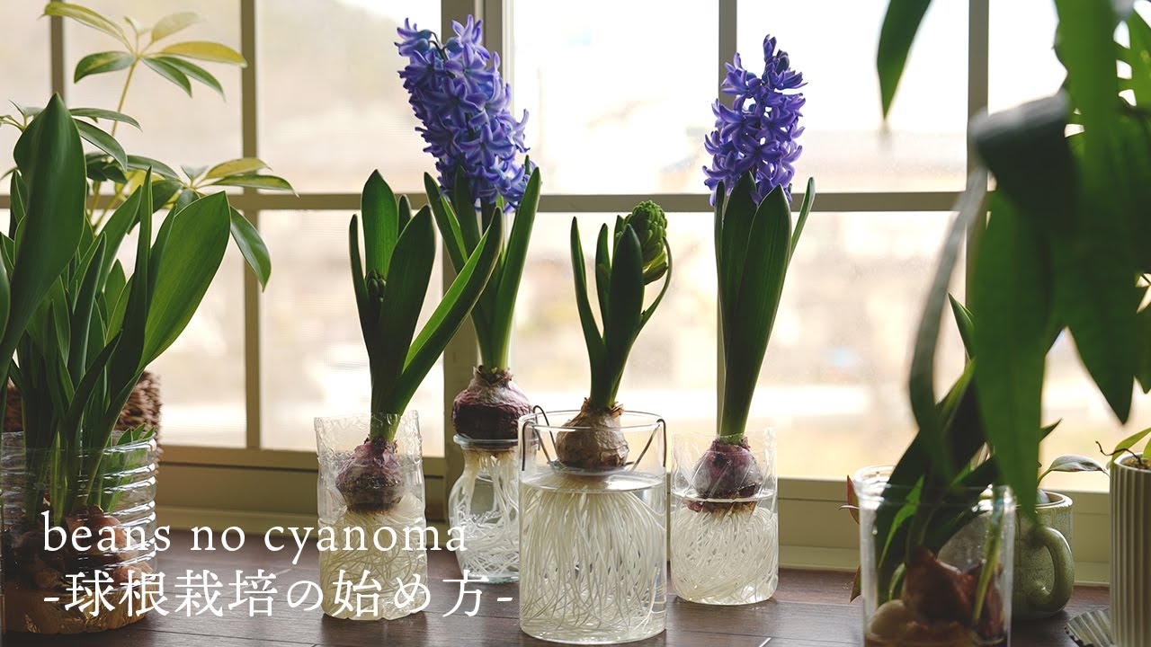【水耕栽培】球根植物の下準備から開花までの記録