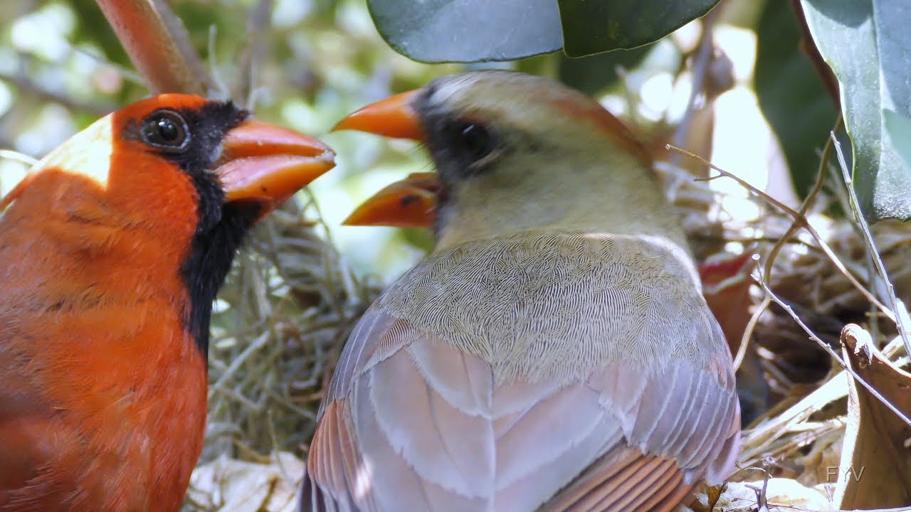 Cardinal Rule - Keep Feeding FYV