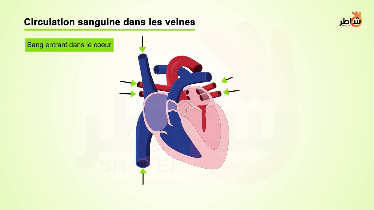 Blood circulation