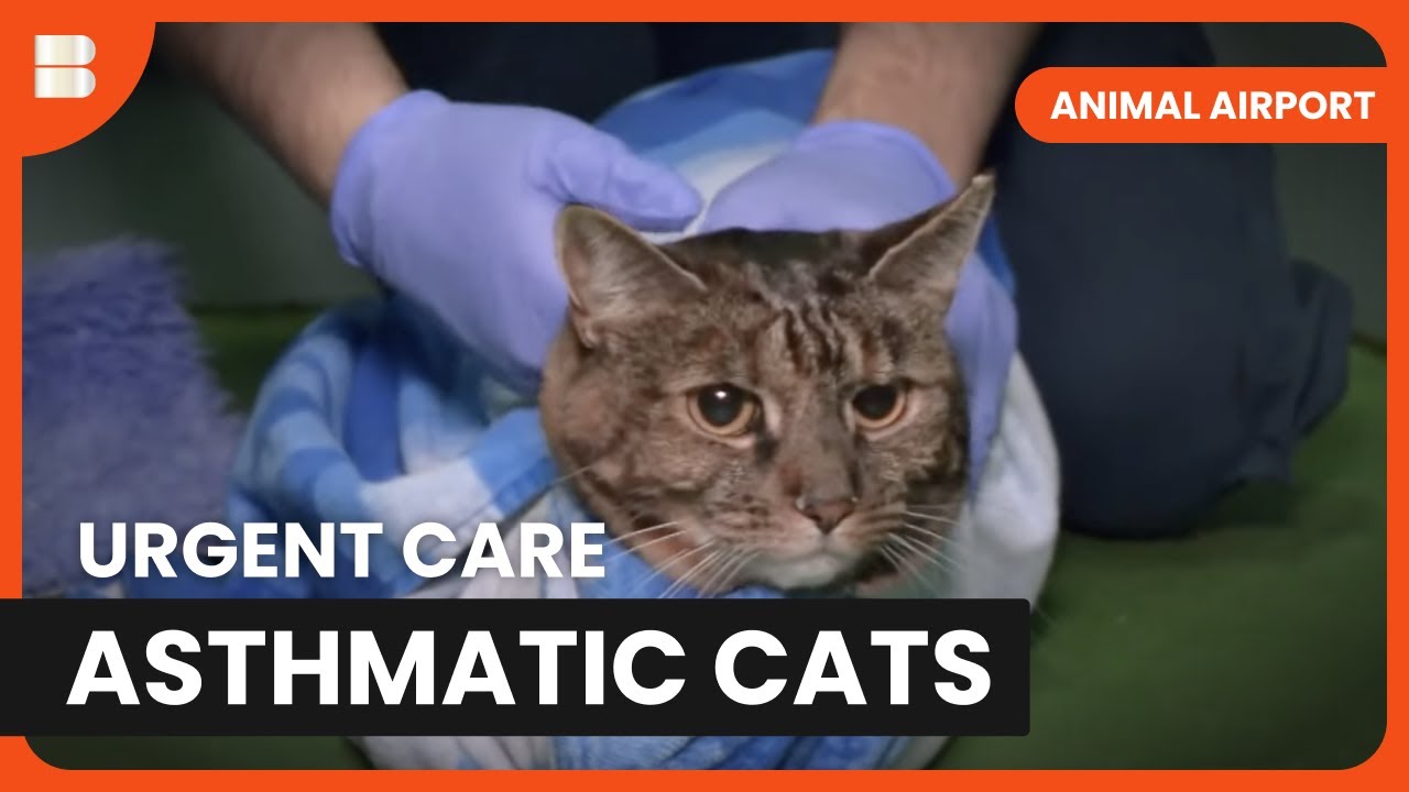 Asthmatic Cats Need Urgent Care - Animal Airport - Animal Documentary