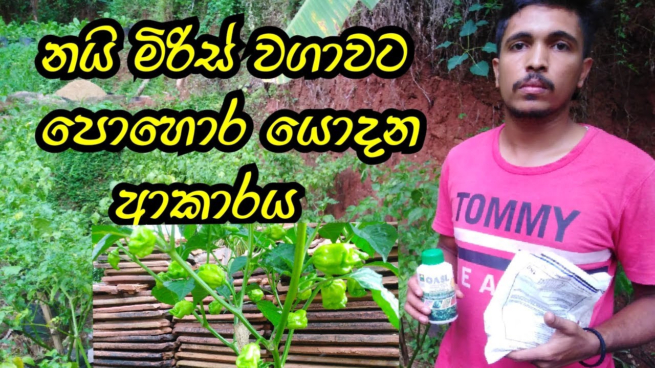 නයිමිරිස් වගාවට පොහොර යොදමු  | Scotch Bonnet | Naimiris wagawa | Agri school