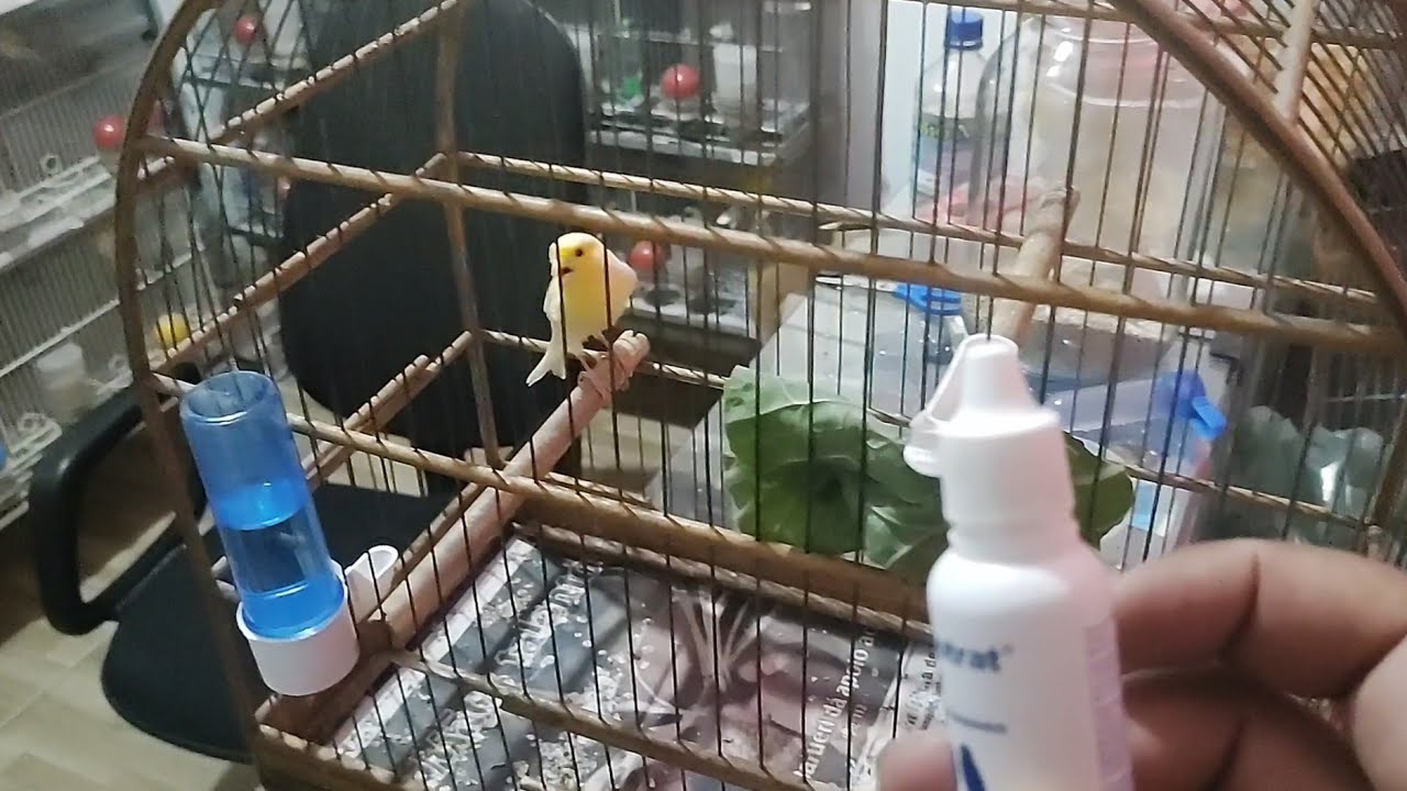 Tratamento eficaz para canário rouco