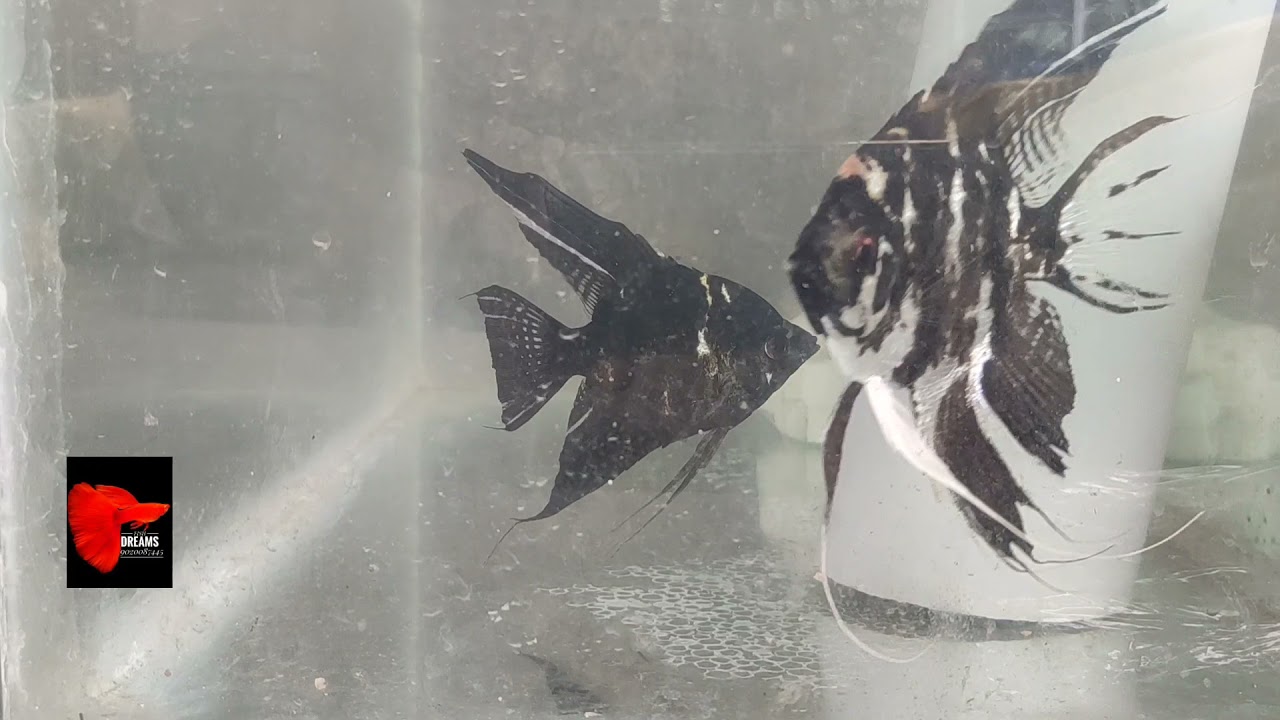 Angel fish  breeding ( egg protection )