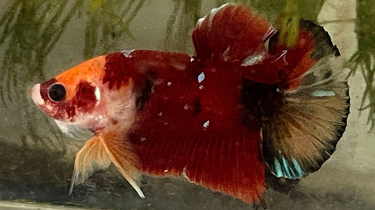 Koi red nemo galaxy