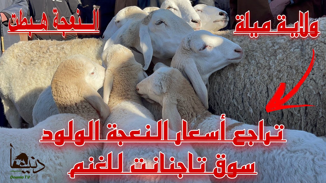 🔻تراجع أسعار النعجة الولود  شرق الجزائر هذا الأسبوع من سوق تاجنانت ولاية ميلة | تغطية خاصة🇩🇿🇩🇿