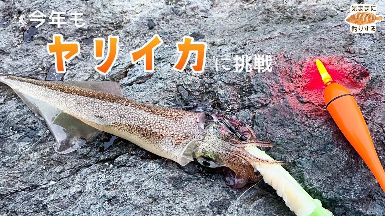今年もヤリイカに挑戦！
