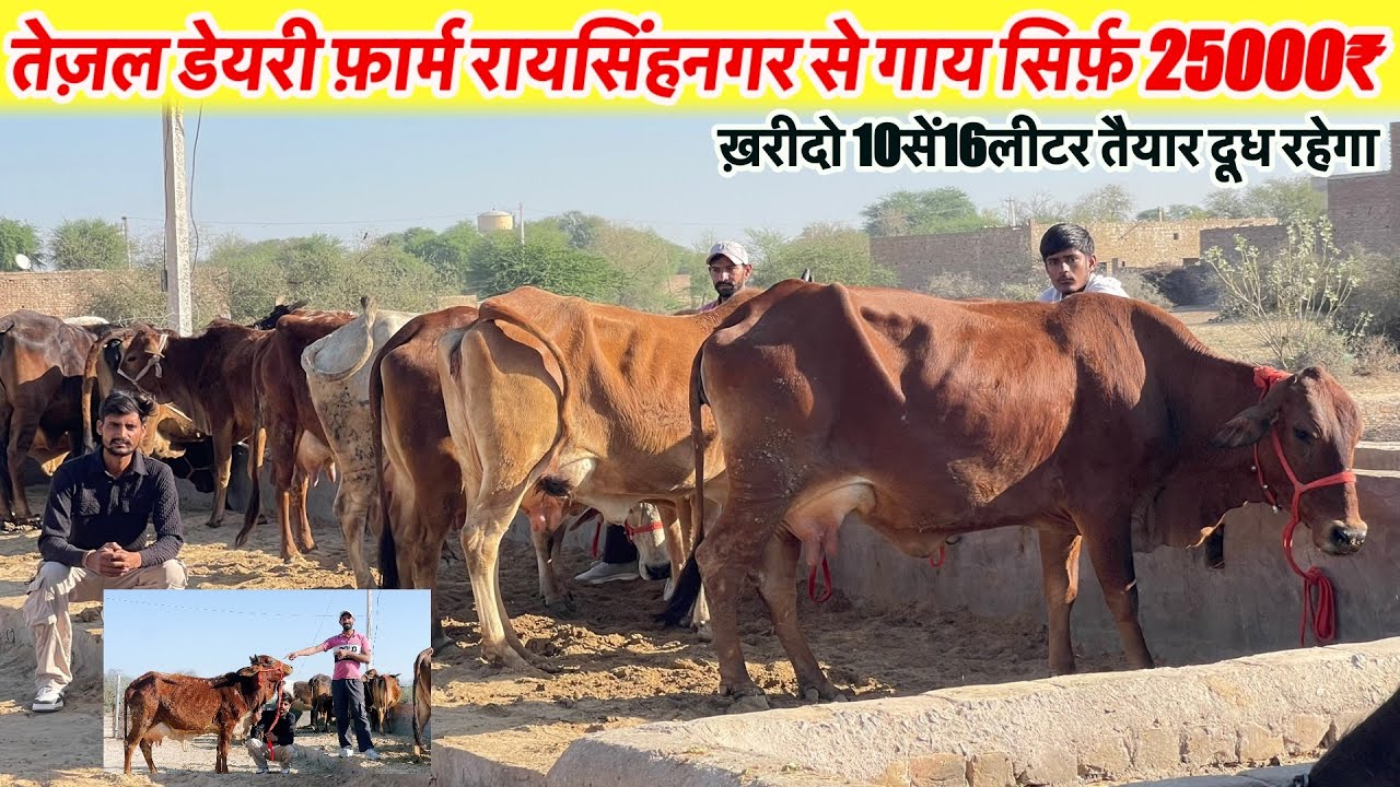 तैजल डेयरी फ़ार्म रायसिंहनगर सें गाय सिर्फ़ 25000₹ में ख़रीदो 10सें12 लीटर दूध रहेगा~News 