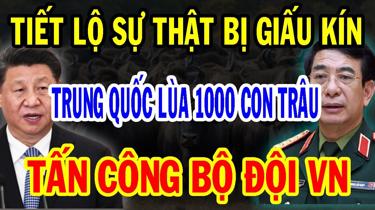 Bí Mật Ẩn Giấu: Đánh Không Lại Trung Quốc Lùa Đàn Trâu 1000 Con Tấn Công Bộ Đội VN Và Cái Kết...