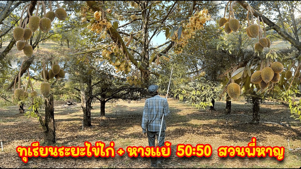 ทุเรียนระยะไข่ไก่ + หางแย้ 50:50 สวนพี่หาญ