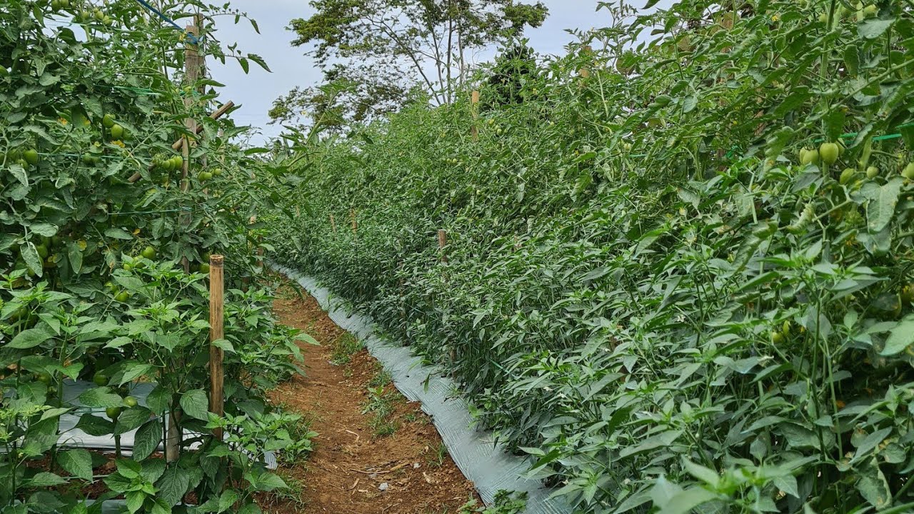 PERAWATAN CABE RAWIT DAN TOMAT | Manogi Situmorang
