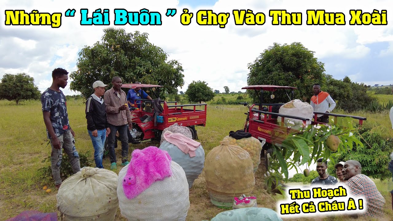 Công Giáp || Bác Chủ Vườn Xoài “Bán Hết” Số Lượng Xoài Còn Lại- Để Chuẩn Bị Bàn Giao