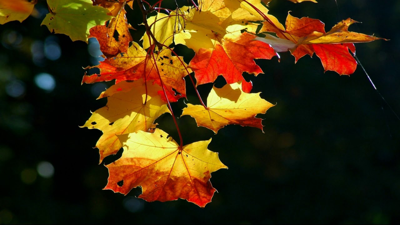 Relaxing Music  autumn motif Осінній мотив