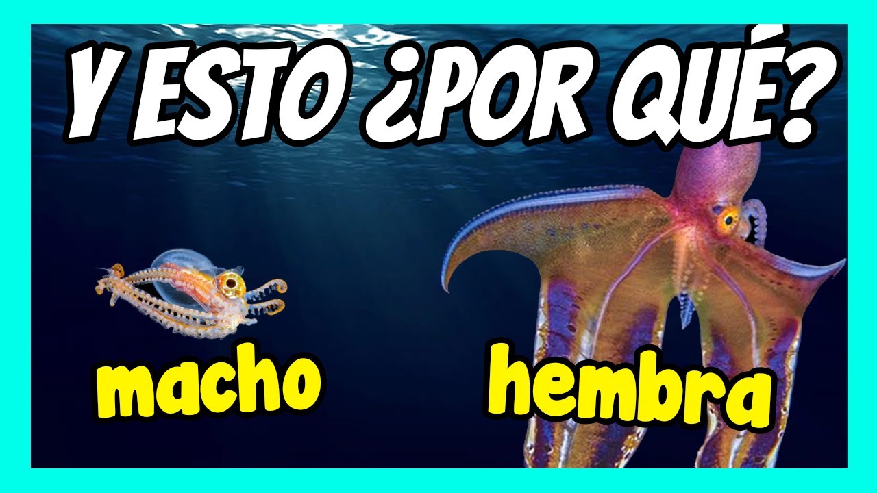 🐙 ¿POR QUÉ existen los MACHOS y las HEMBRAS en la NATURALEZA?  🐙